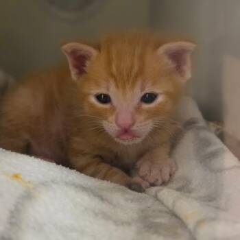 Domestic Short Hair Cats Available for Adoption in Phoenix, Arizona - Rizzo | PetCurious