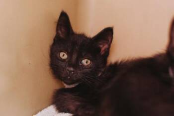 92968A Ink -  Domestic Short Hair Cat for Adoption in North Charleston, South Carolina - 92968A Ink | PetCurious