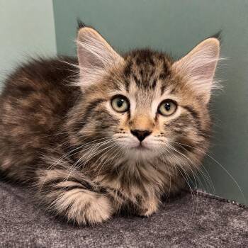 Mojo -  Domestic Long Hair Cat for Adoption in Pontiac, Michigan - Mojo | PetCurious