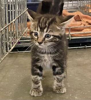 Minnow -  Domestic Short Hair Cat for Adoption in Columbia, Illinois - Minnow | PetCurious