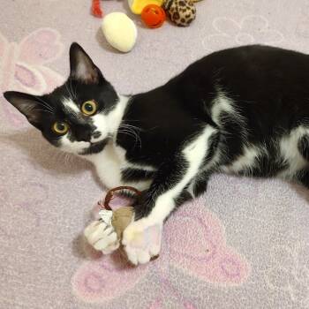 Rescue Domestic Short Hair Cats for Adoption in Fairfax Station, Virginia - Felicity | PetCurious