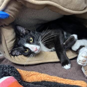 Spider Jockey -  Domestic Short Hair Cat for Adoption in Indianapolis, Indiana - Spider Jockey | PetCurious