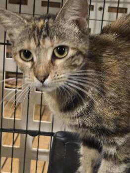 Domestic Short Hair Cats Available for Adoption in Hudson, New Hampshire - Wilma | PetCurious