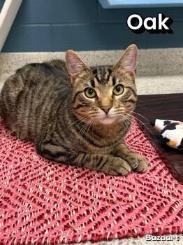 Oak -  Domestic Short Hair Cat for Adoption in Valparaiso, Indiana - Oak | PetCurious
