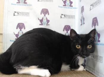 KATE -  Domestic Short Hair Cat for Adoption in Orlando, Florida - KATE | PetCurious