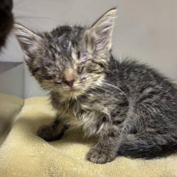 71380 -  Domestic Short Hair Cat for Adoption in Harrisonburg, Virginia - 71380 | PetCurious