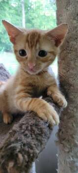 Mookie Moo - Courtesy Listing -  Domestic Short Hair Cat for Adoption in Concord, North Carolina - Mookie Moo - Courtesy Listing | PetCurious