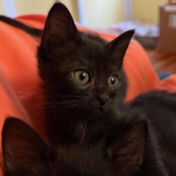 Rescue Domestic Short Hair Cats for Adoption in Los Angeles, California - Haley (CF & MC) | PetCurious