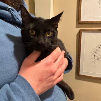 Domestic Short Hair Cats Available for Adoption - Galaxy | PetCurious