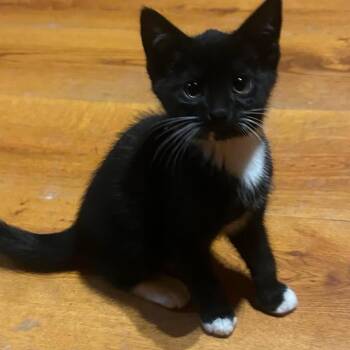 Bobcat -  Domestic Short Hair Cat for Adoption in Concord, New Hampshire - Bobcat | PetCurious