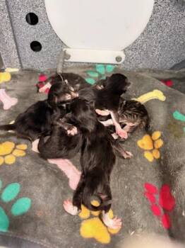 Colocolo -  Domestic Short Hair Cat for Adoption in New Orleans, Louisiana - Colocolo | PetCurious