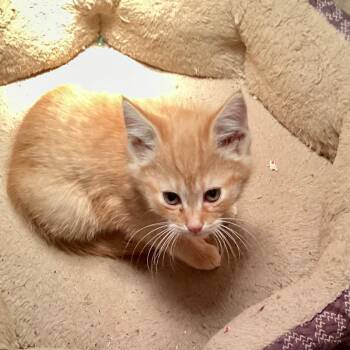 Rescue Domestic Short Hair Cats for Adoption in Gastonia, North Carolina - Buzzy | PetCurious