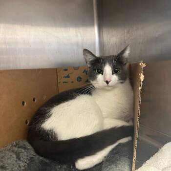 Irving -  Domestic Short Hair Cat Available for Adoption in Goleta, California - Irving | PetCurious