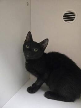 Pilgrim -  Domestic Short Hair Cat for Adoption in Savannah, Georgia - Pilgrim | PetCurious