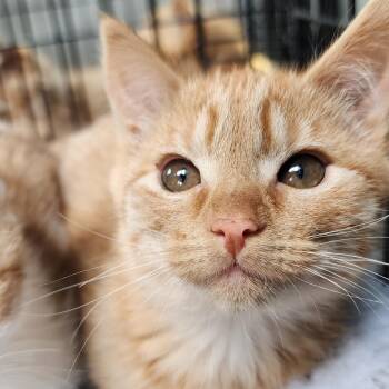 Belka -  Domestic Short Hair Cat Available for Adoption in Ely, Minnesota - Belka | PetCurious