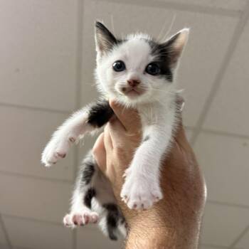Mackenzie -  Domestic Short Hair Cat for Adoption in Columbia, South Carolina - Mackenzie | PetCurious
