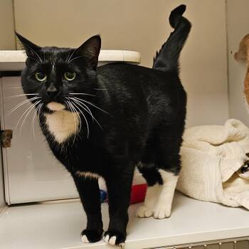 Domestic Short Hair Cats Available for Adoption in Norwalk, Connecticut - Thistle (with Vervain)  | PetCurious
