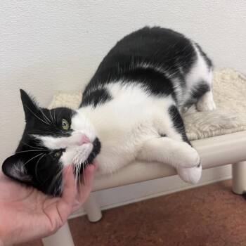 Domestic Short Hair Cats Available for Adoption in Glenwood Springs, Colorado - Mucca | PetCurious
