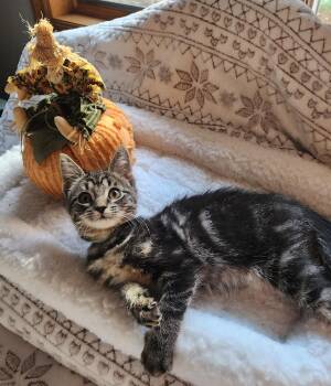 Farrah -  Tabby Cat for Adoption in Wayne, New Jersey - Farrah | PetCurious