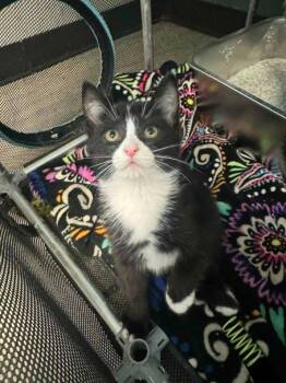 Flint -  Domestic Short Hair Cat for Adoption in Marion, Ohio - Flint | PetCurious