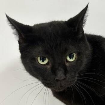 Rescue Domestic Short Hair Cats for Adoption in New York, New York - Zora | PetCurious