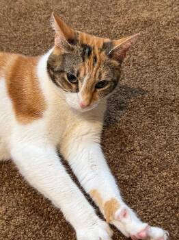 Charlotte -  Domestic Short Hair Cat for Adoption - Charlotte | PetCurious