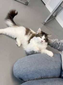 Domestic Long Hair and Domestic Short Hair Cats Available for Adoption - Fluffy | PetCurious