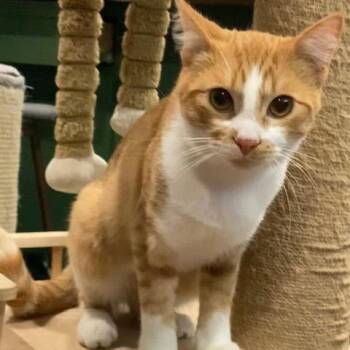 Phoenix -  Domestic Short Hair Cat for Adoption in Los Angeles, California - Phoenix | PetCurious