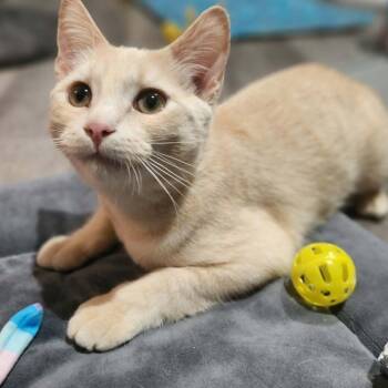 Sonja - Sweet & Clever -  Domestic Short Hair Cat for Adoption in Hamilton, Ontario - Sonja - Sweet & Clever | PetCurious
