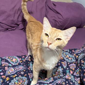 Rescue Domestic Short Hair Cats for Adoption in Riverside, California - O'Malley | PetCurious