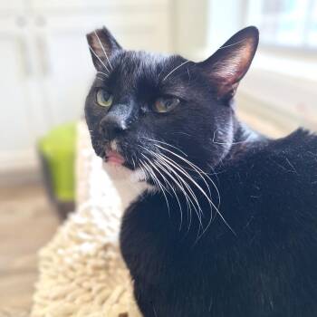 Solar -  Domestic Short Hair Cat for Adoption in Cumming, Georgia - Solar | PetCurious