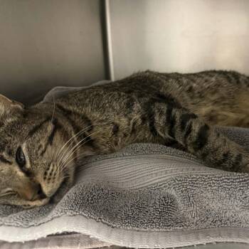 Bobini -  Domestic Short Hair Cat for Adoption in Fresno, California - Bobini | PetCurious