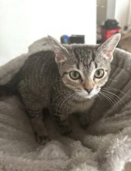 Twinkle AMc -  Domestic Short Hair Cat for Adoption in Greenville, South Carolina - Twinkle AMc | PetCurious
