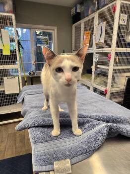 Lyra -  Siamese Cat for Adoption in Vancouver, Washington - Lyra | PetCurious
