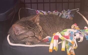 Rescue Domestic Short Hair and Tiger Cats for Adoption in Muskegon, Michigan - MISSY | PetCurious