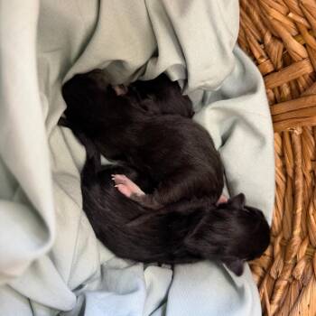 Domestic Short Hair Cats Available for Adoption in Auburn, Alabama - Gumball | PetCurious
