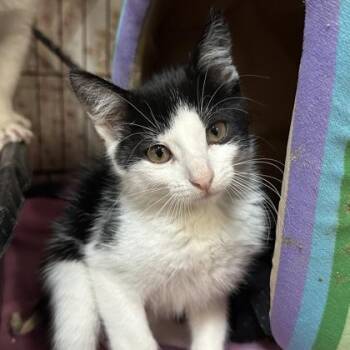 Paris -  Domestic Short Hair Cat for Adoption in Merriam, Kansas - Paris | PetCurious