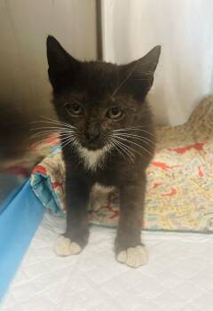 Gideon -  Tuxedo and Domestic Short Hair Cat Available for Adoption in Seabrook, Texas - Gideon | PetCurious