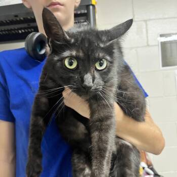 Olive -  Domestic Short Hair Cat for Adoption in Birmingham, Alabama - Olive | PetCurious