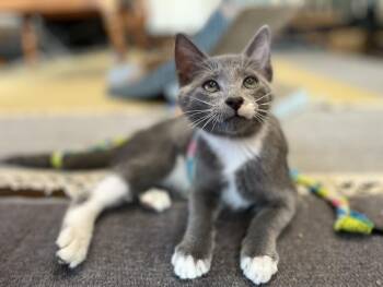Rescue Domestic Short Hair Cats for Adoption in Hagerstown, Maryland - MEOW MIX | PetCurious