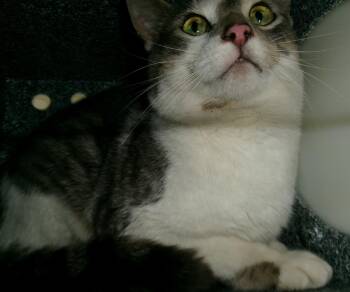 Tonka Jahari (Working Cat) -  Domestic Short Hair Cat for Adoption in Plover, Wisconsin - Tonka Jahari (Working Cat) | PetCurious