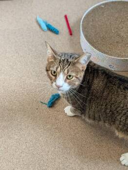 Malone -  Domestic Short Hair Cat for Adoption in Chambersburg, Pennsylvania - Malone | PetCurious