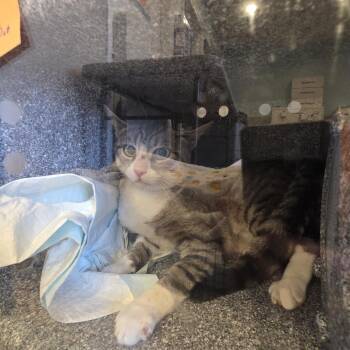 Chicory -  Domestic Short Hair Cat for Adoption in Salt Lake City, Utah - Chicory | PetCurious