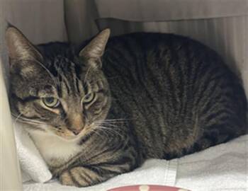 Domestic Short Hair Cats Available for Adoption - CARTER | PetCurious