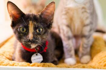 Calypso -  Domestic Short Hair Cat for Adoption in Hot Springs, Arkansas - Calypso | PetCurious