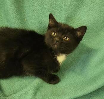 Rescue Domestic Short Hair Cats for Adoption - Obscura | PetCurious