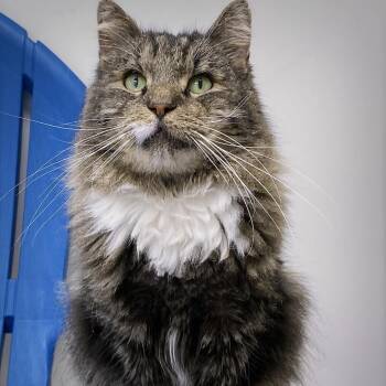 Domestic Medium Hair Cats Available for Adoption in Huntsville, Alabama - Mr. Tabby | PetCurious