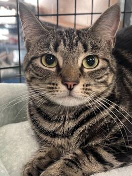 Valentina -  Domestic Short Hair Cat for Adoption in Johnston, Rhode Island - Valentina | PetCurious