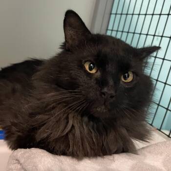Domestic Long Hair Cats Available for Adoption in Hoquiam, Washington - Bear - Handsome, Special Needs | PetCurious