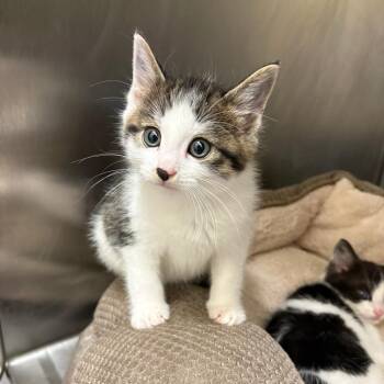 Domestic Short Hair Cats Available for Adoption in North Branford, Connecticut - 26-163 | PetCurious